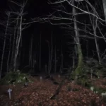 Respect the lost Souls of Aokigahara